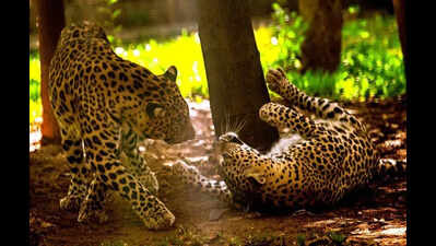 Vidarbha team in Junnar for leopard awareness