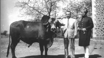 Meet Krishna: A bull from Gujarat who is credited for 80% production of Brazil's milk since 1960