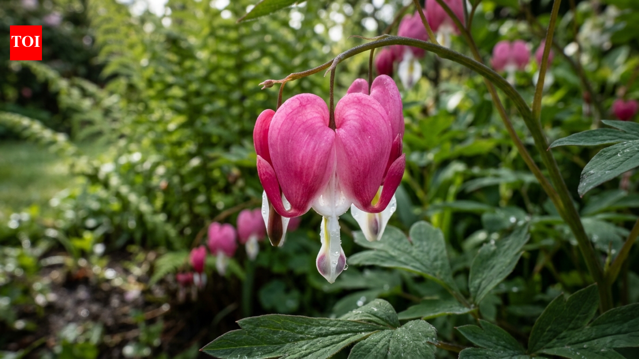 These garden perennials bloom from spring to frost and come back every year