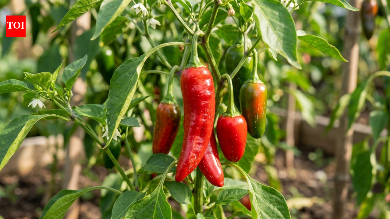 5 plants that are secretly destroying your pepper garden this season