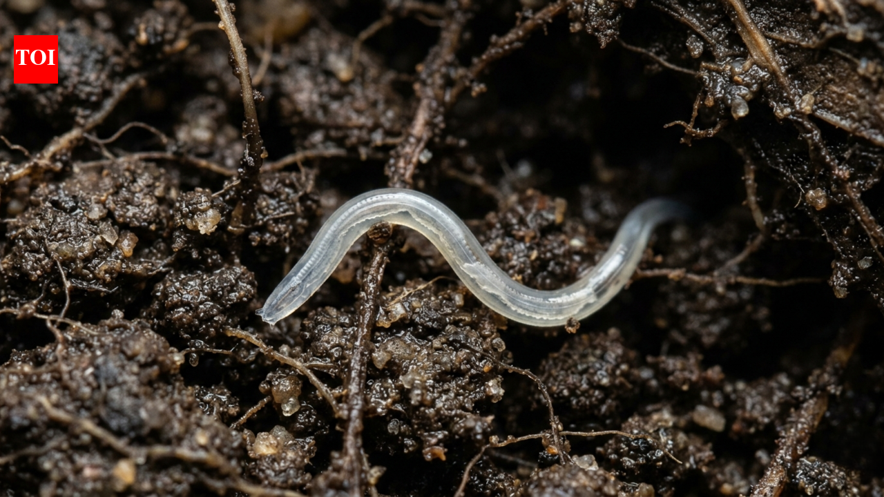 Scientists found the deepest land animal on Earth, and it turned out to be a tiny worm