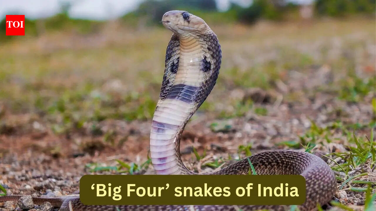 The ‘Big Four’ snakes of India and where travellers can spot them in the wild