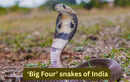 The &lsquo;Big Four&rsquo; snakes of India and where travellers can spot them in the wild