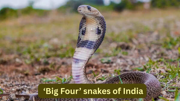 The &lsquo;Big Four&rsquo; snakes of India and where travellers can spot them in the wild