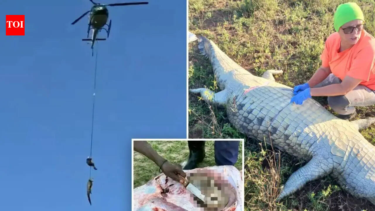 Dramatic river rescue in South Africa: Missing businessman’s remains are found inside 15-foot crocodile | Watch