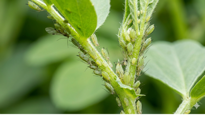 Aphids are born pregnant: The strange science behind their rapid reproduction