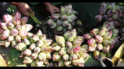 Lotus sales surge in Kolkata markets after poll results