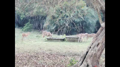 Forest dept takes steps to provide water to animals in Bhitarkanika