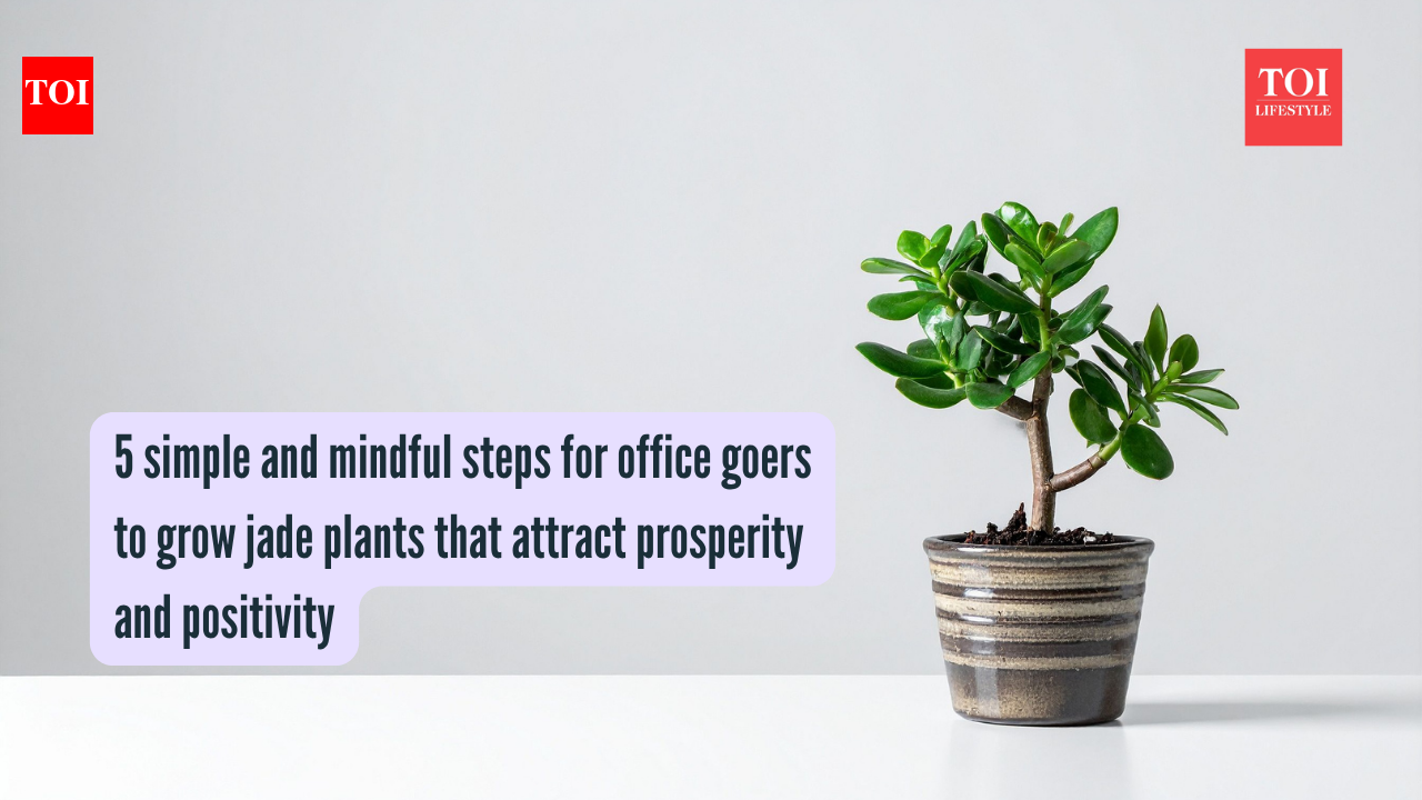 5 simple and mindful steps for office goers to grow jade plants that attract prosperity and positivity 5 simple and mindful steps for office goers to grow jade plants that attract prosperity and positivity