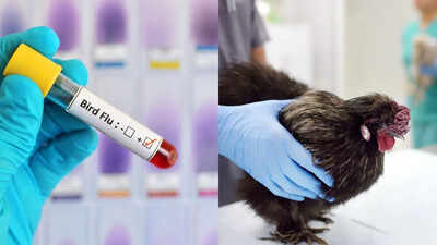 UK University seeks volunteers to stop the next global outbreak of bird flu