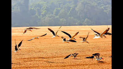 Indian skimmers breed for 1st time on Mahanadi sandbar