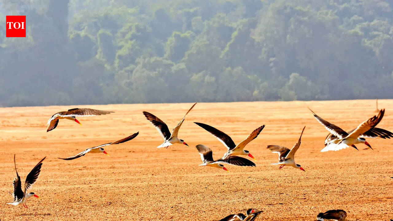 Indian skimmers breed for 1st time on Mahanadi sandbar