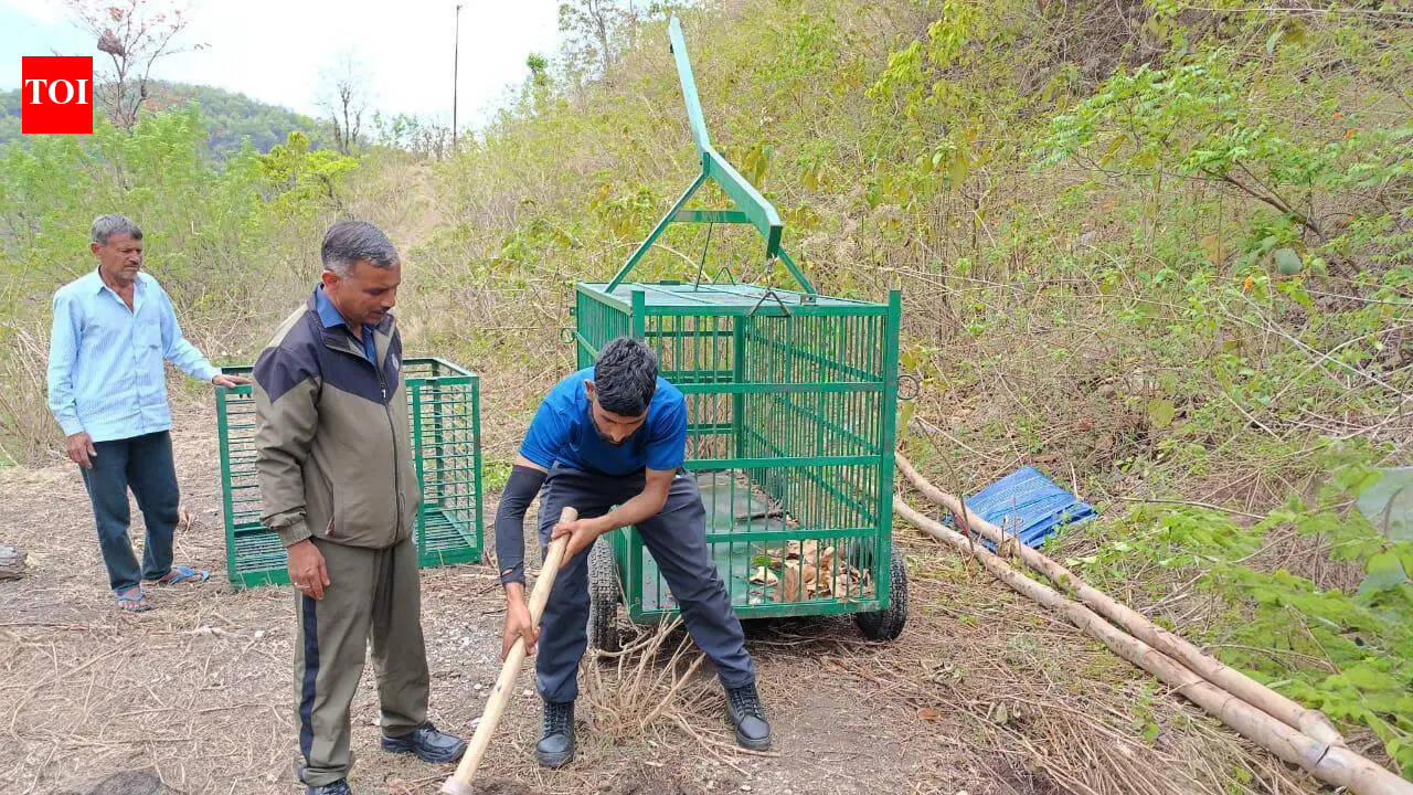Mohan safari zone in Corbett shut after 2 tiger attacks in a month