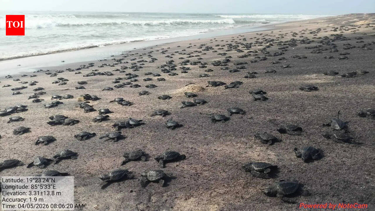 Mass hatching of Olive Ridley turtles starts in Rushikulya