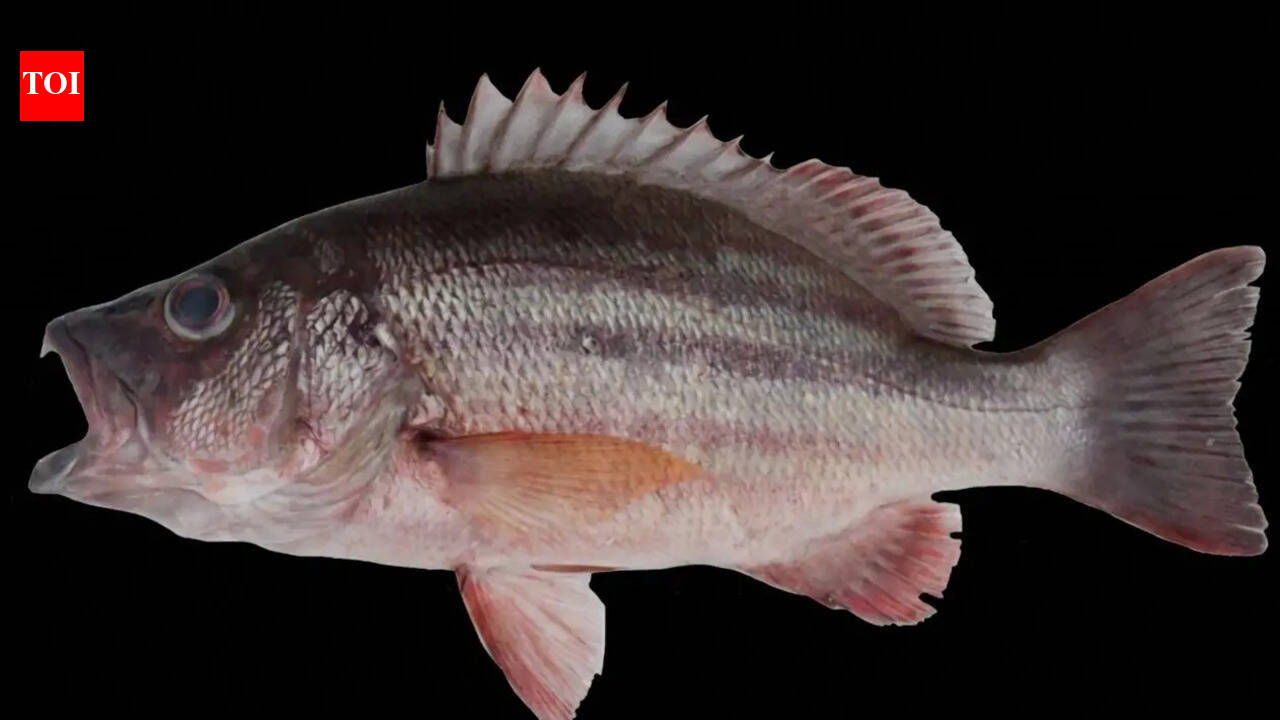 Snappers spotted at Gopalpur-on-Sea in a first for India, reports ZSI
