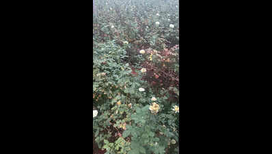 Manpower shortage hits rose gardens in Hosur