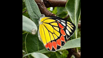 Dry thorn forest near Madurai hosts rare butterfly diversity