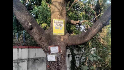 Civic body warns of action for damaging trees; zone-wise teams deployed to prevent monsoon mishaps