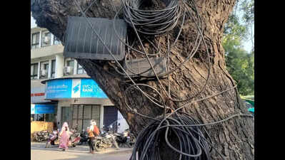 Civic body warns of action for damaging trees; zone-wise teams deployed to prevent monsoon mishaps