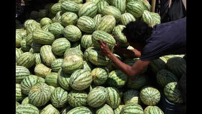 UT gives clean chit to watermelons, for now
