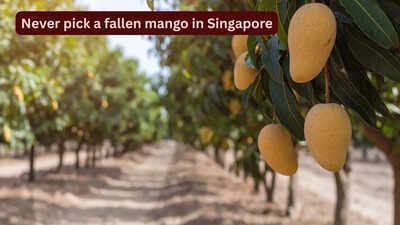 Why you should never pick a fallen mango in Singapore: This can happen to you