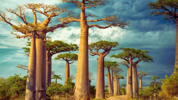 The world's oldest island is also the one with the most unique wildlife &ndash; can you take a guess?