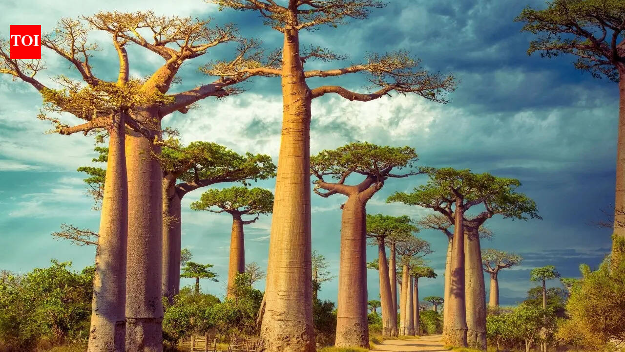 World’S Oldest Island Madagascar: The world's oldest island is also the one with the most unique wildlife – can you take a guess? | - The Times of India