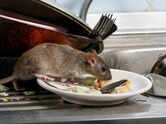 Viral video shows giant rodent in Chicago eatery