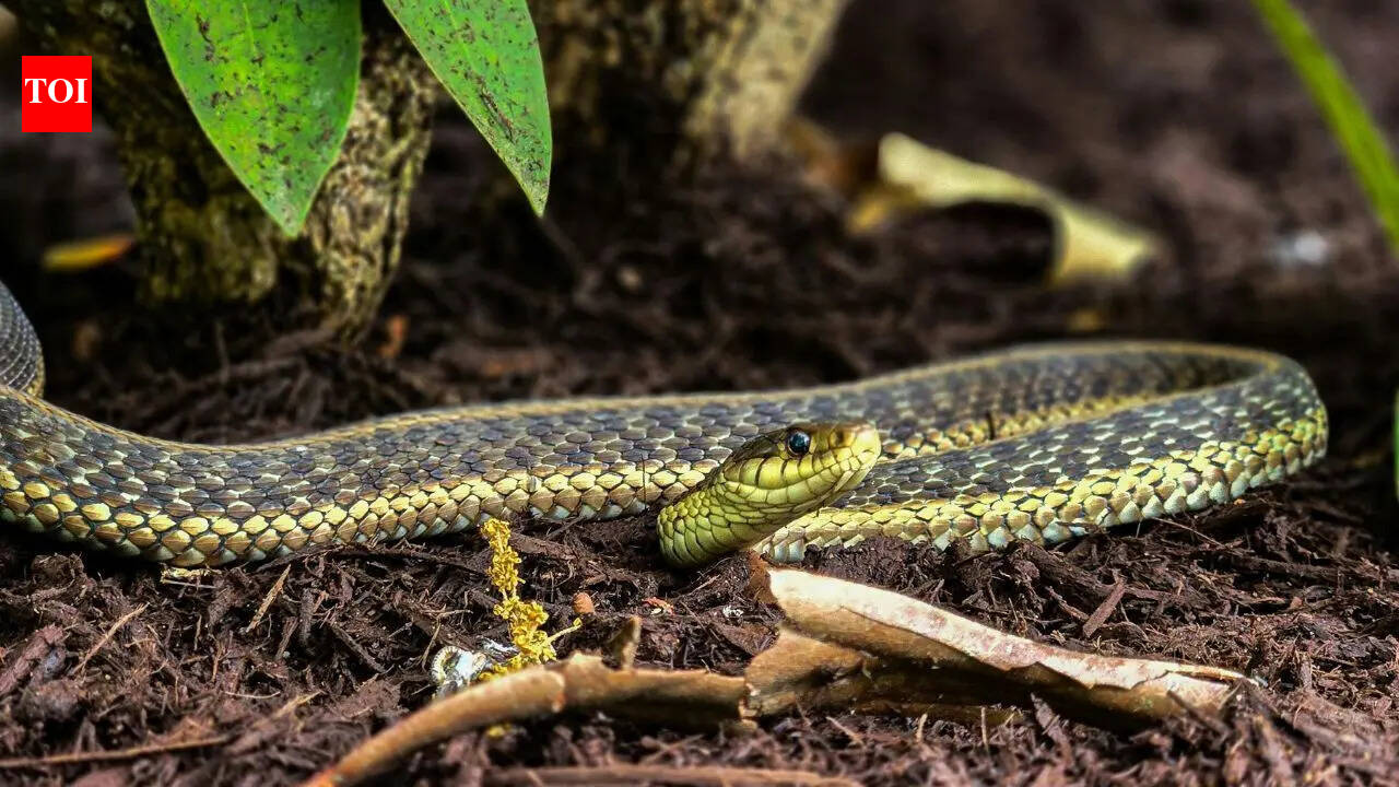 9 Common snakes found in American backyards: Hidden signs and prevention tips every homeowner should know