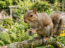 Squirrels wrecking your garden? This fragrant herb is all you need