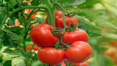 Growing tomatoes this season? Here's what you need to know before you plant