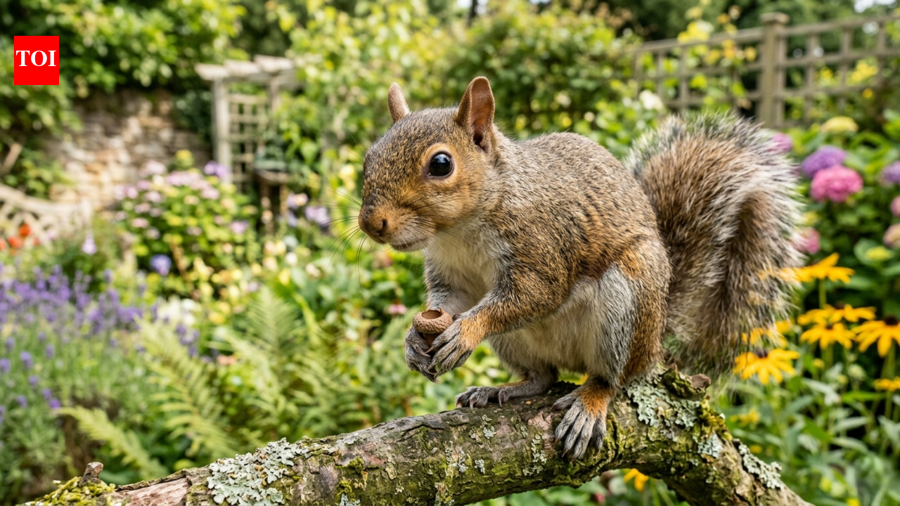 Squirrels wrecking your garden? This fragrant herb is all you need | – The Times of India Squirrels wrecking your garden? This fragrant herb is all you need | – The Times of India