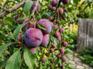 9 fruit trees you can grow in a small yard or patio