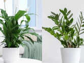 Best desk plants for positive energy: Top office plants to boost mood, productivity and workplace wellness