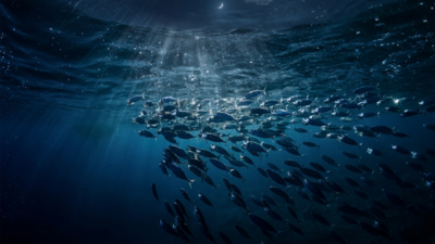 The ocean's biggest secret happens while you are asleep