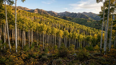 Utah's giant aspen colony is just one tree hiding in plain sight