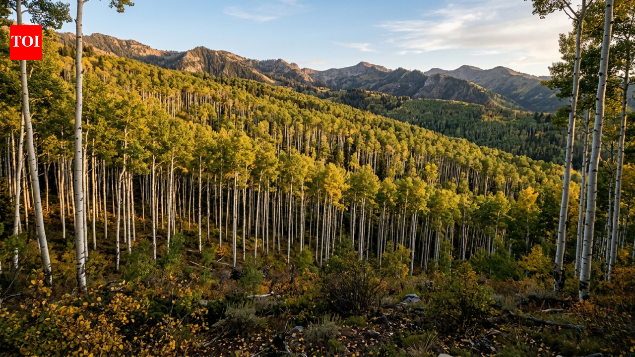 Utah's giant aspen colony is just one tree hiding in plain sight