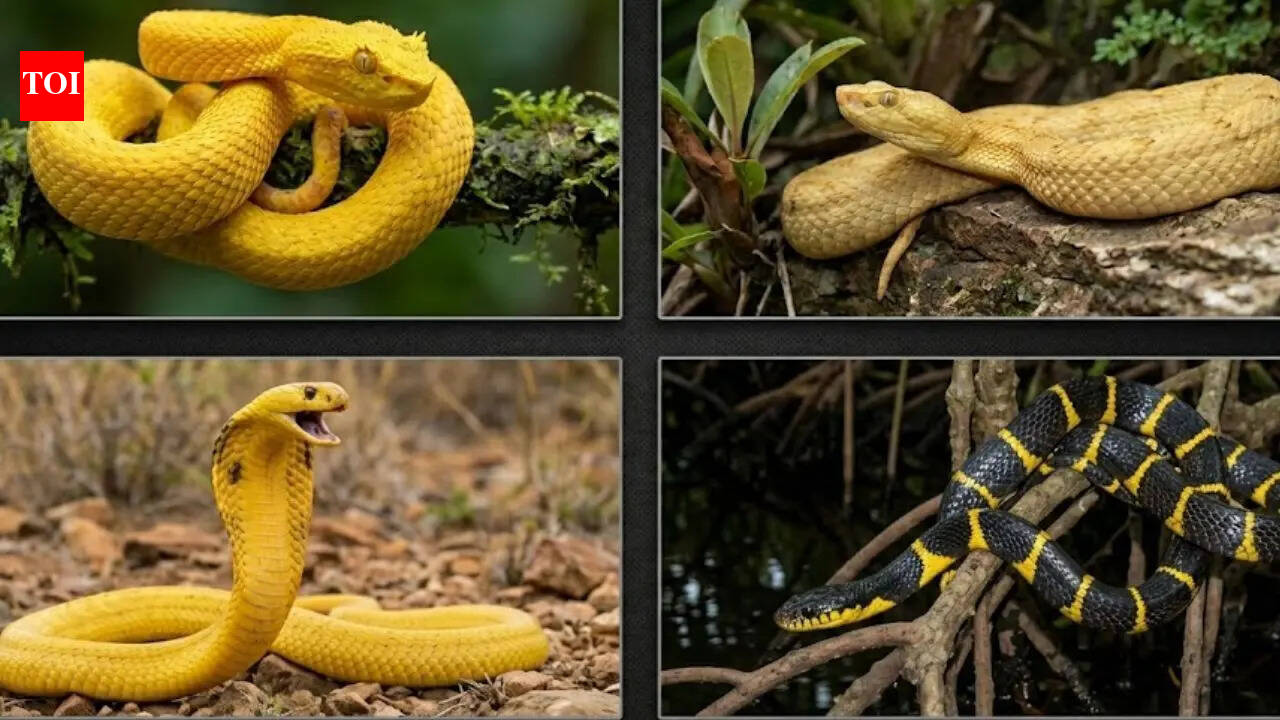 Yellow snakes that are highly venomous: Species, behaviour, and where ...
