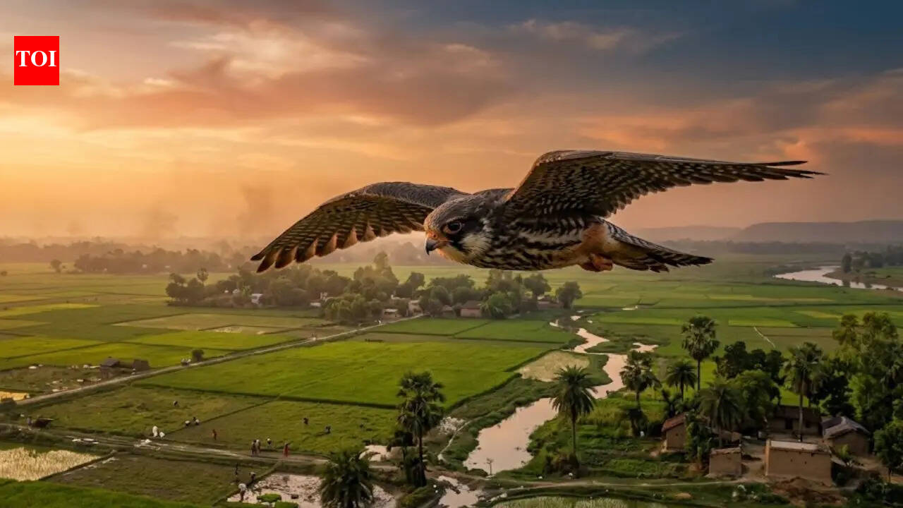 The Amur Falcon flies 4,750 kilometres in 95 hours non-stop from Somalia to Bihar