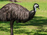 GK Fact of the Day: 7 fascinating flightless birds from across the globe