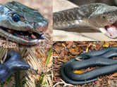 From mamba to kingsnake: 8 black snake species that will surprise you for unusual reasons