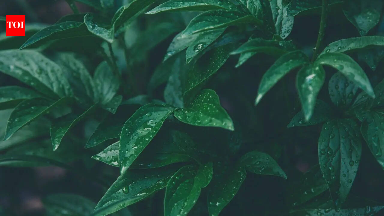 Cyborg Botany: How MIT is turning plants into interactive living technology