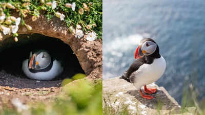 Puffin Cams are back to give a virtual window to the wilderness and seabird breeding