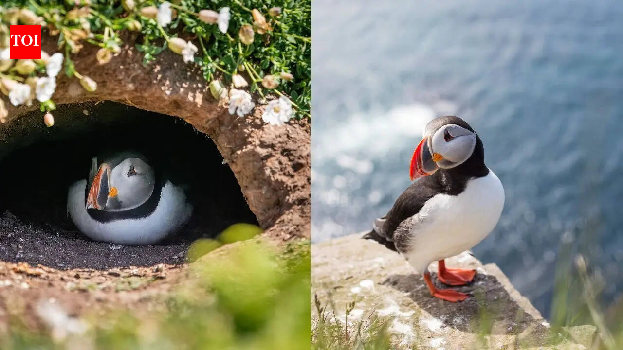 Puffin Cams are back to give a virtual window to the wilderness and seabird breeding