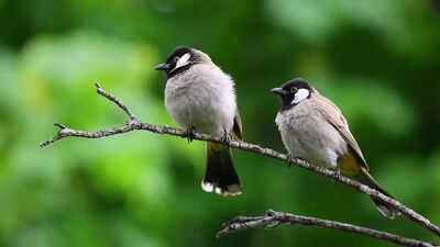 Urban birds fear women more than men: A study that puzzled scientists