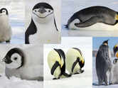 From human-sized birds to pebble &lsquo;proposals&rsquo;: 6 facts that will change how you see penguins
