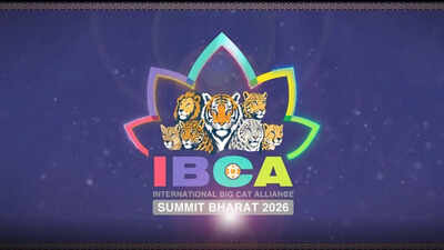 India Calls for Global Participation in Big Cat Conservation Summit Ahead of IBCA Launch | India News – The Times of India
