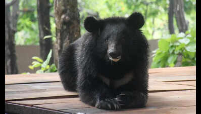 Himalayan black bear on display at Dehradun zoo