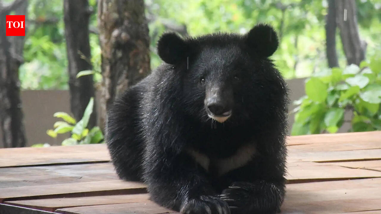 Himalayan black bear on display at Dehradun zoo