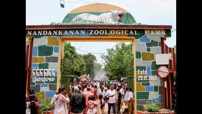 Nandanakanan zoo to get four cheetahs from South Africa park